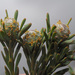 Leucadendron linifolium - Photo (c) Felix Riegel, algunos derechos reservados (CC BY-NC), uploaded by Felix Riegel