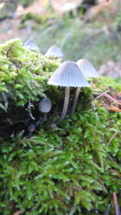 Mycena amicta