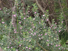 Podalyria myrtillifolia