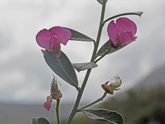 Podalyria myrtillifolia