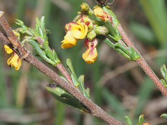Hermannia joubertiana