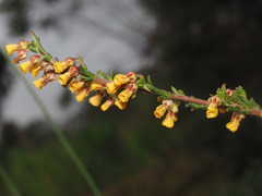 Hermannia joubertiana