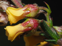 Hermannia joubertiana