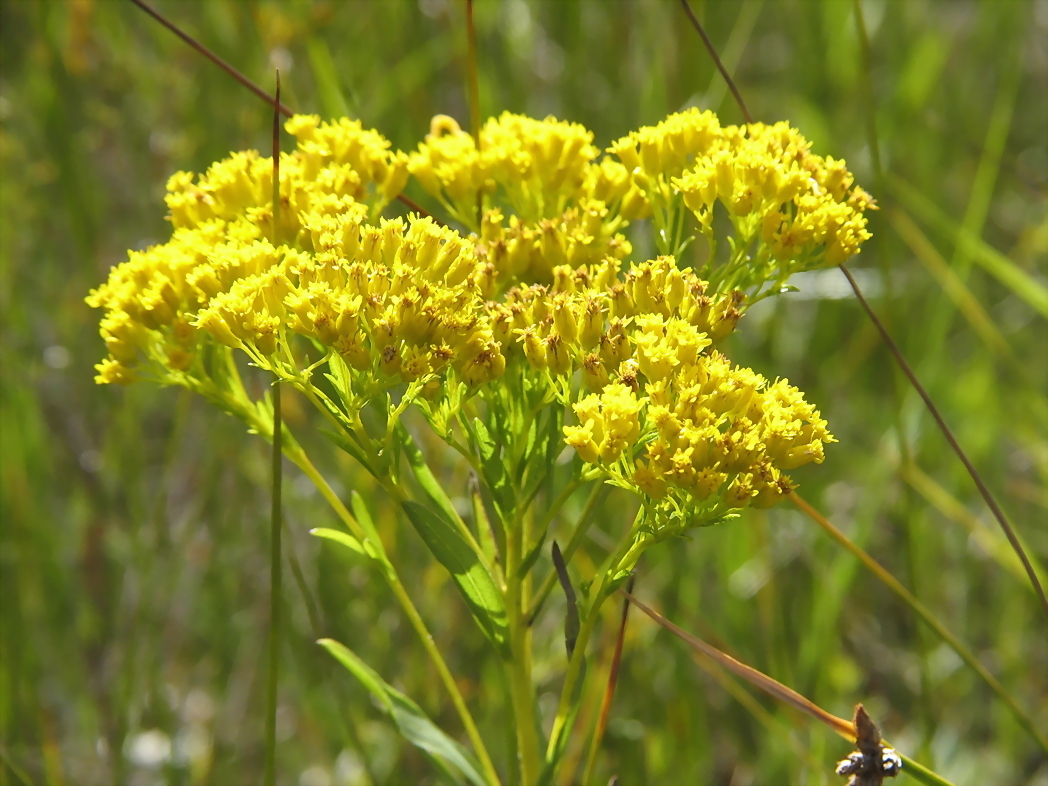 Solidago ohioensis