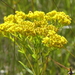 Ohio Goldenrod - Photo (c) stevefinlay, some rights reserved (CC BY-NC), uploaded by stevefinlay