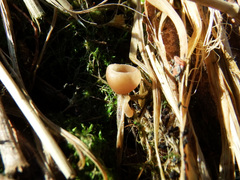 Ciboria betulicola