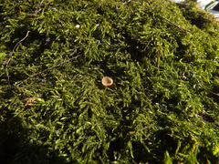 Ciboria betulicola