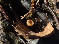 Ciboria betulicola