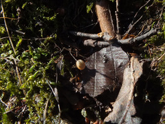 Ciboria betulicola