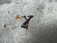 Ciboria betulicola