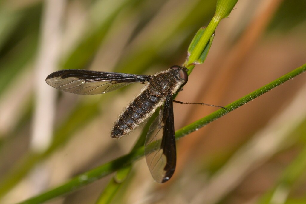 Aleucosia directa