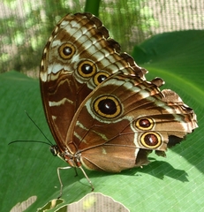 Morpho helenor narcissus