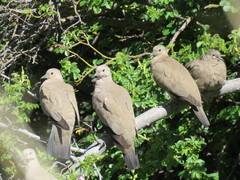 Metriopelia melanoptera