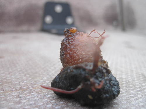 Styela rustica