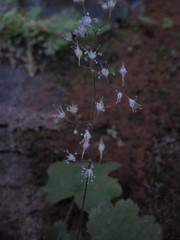 Heuchera missouriensis