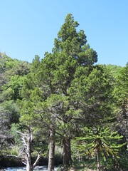 Austrocedrus chilensis