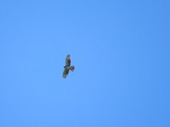 Buteo albigula
