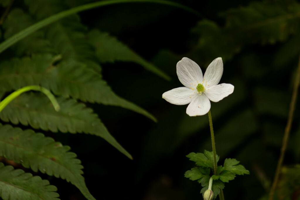 Anemone sumatrana