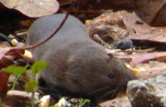 Microtus pinetorum