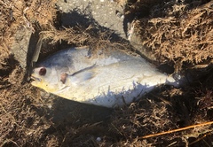 Trachinotus carolinus