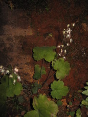Heuchera missouriensis
