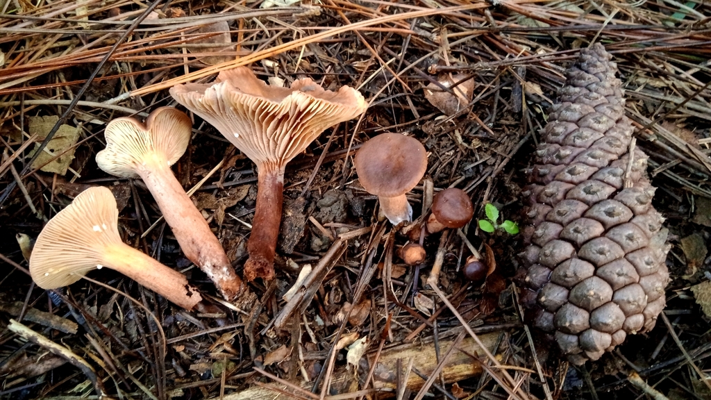 Lactarius hepaticus · June 2023 · photo: © deniszabin (iNaturalist, cc-by)