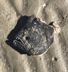 Paralichthys lethostigma