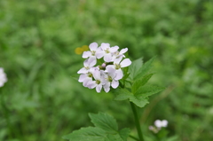 Cardamine macrophylla