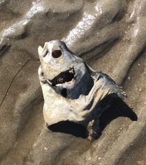 Trachinotus carolinus