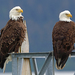 Haliaeetus leucocephalus washingtoniensis - Photo (c) Nigel Voaden, μερικά δικαιώματα διατηρούνται (CC BY)