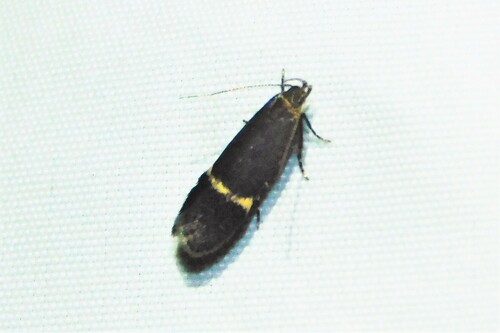 Aproaerema ochrofasciella