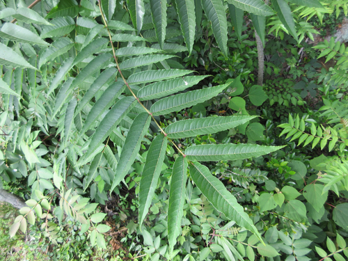 Zanthoxylum ailanthoides iNat (1)