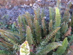 Polystichum andinum