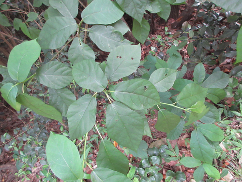 Ficus erecta iNat (3)