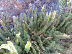 Polystichum andinum