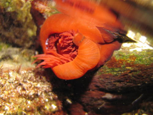 Mediterranean Beadlet Anemone, photo 7 of 9