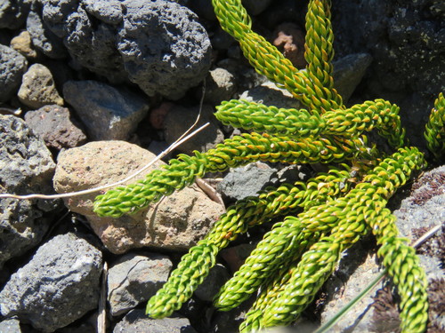 Austrolycopodium confertum (Austrolycopodium confertum)
