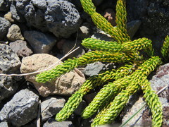 Austrolycopodium confertum