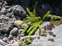 Austrolycopodium confertum