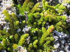 Austrolycopodium confertum
