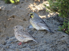 Melanodera xanthogramma