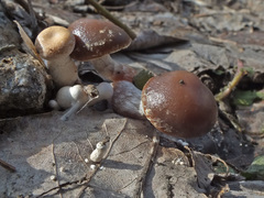 Image of Meottomyces dissimulans