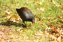 Gallinula tenebrosa