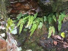 Adiantum diaphanum