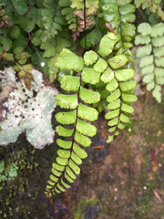 Adiantum diaphanum