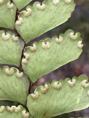 Adiantum diaphanum