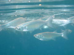 Boxlip Mullet photo 5