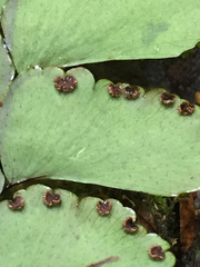 Adiantum diaphanum