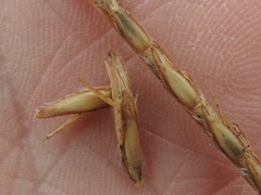 Elionurus tripsacoides