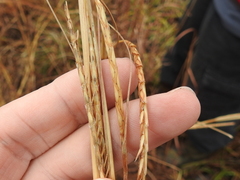 Elionurus tripsacoides